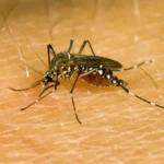Mosquitos sniffing out humans